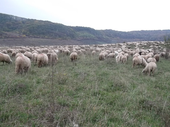 Picture 451 - 0  Toamna oilor mele Turcane