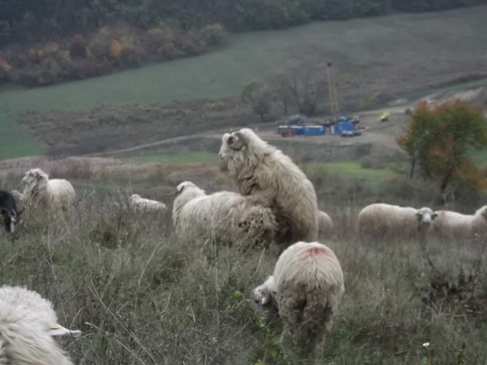 Picture 458 - 0  Toamna oilor mele Turcane