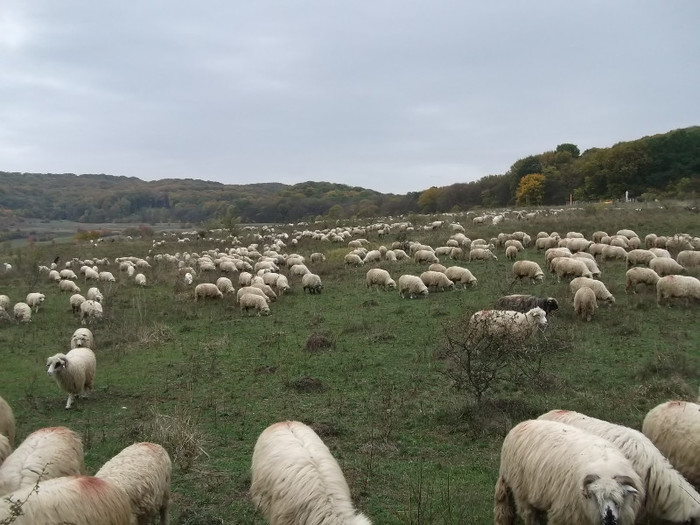 Picture 459 - 0  Toamna oilor mele Turcane