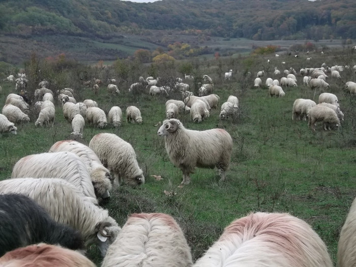 Picture 461 - 0  Toamna oilor mele Turcane