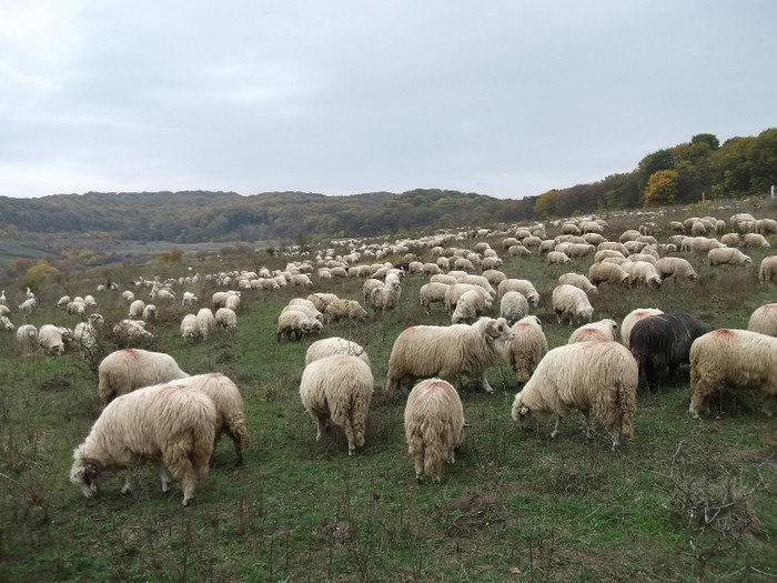 Picture 464 - 0  Toamna oilor mele Turcane