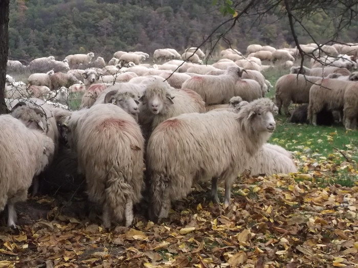 Picture 476 - 0  Toamna oilor mele Turcane