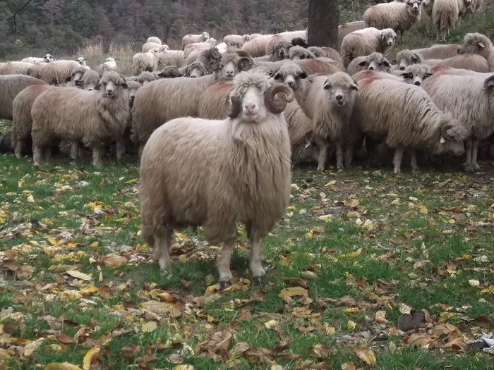 Picture 479 - 0  Toamna oilor mele Turcane