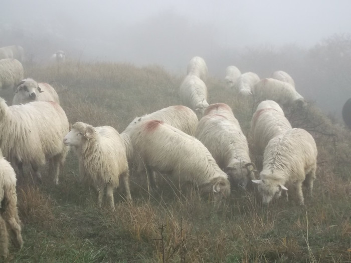 Picture 484 - 0  Toamna oilor mele Turcane