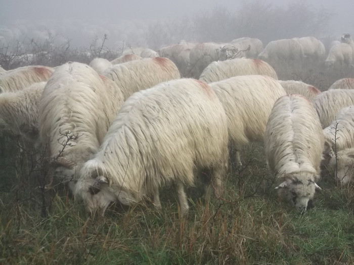 Picture 485 - 0  Toamna oilor mele Turcane