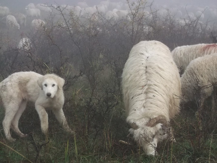 Picture 486 - 0  Toamna oilor mele Turcane