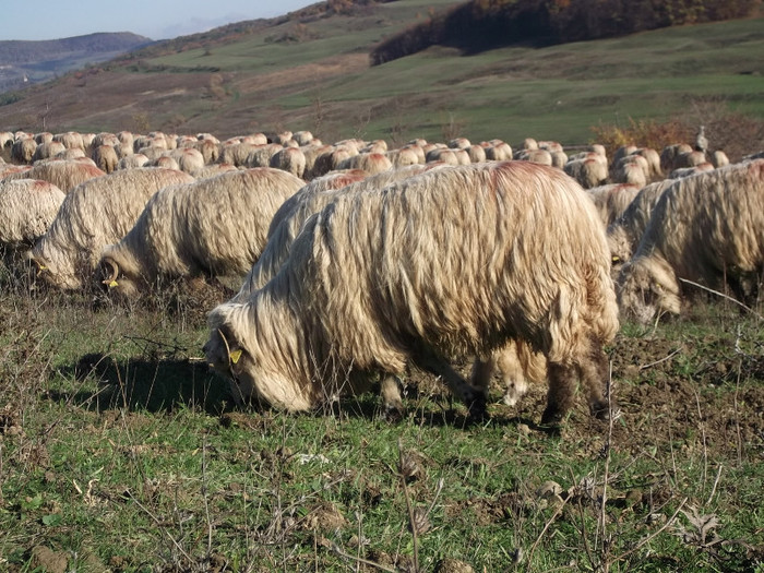 Picture 543 - 0  Toamna oilor mele Turcane