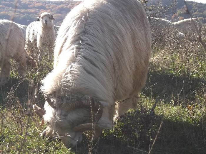 Picture 550 - 0  Toamna oilor mele Turcane