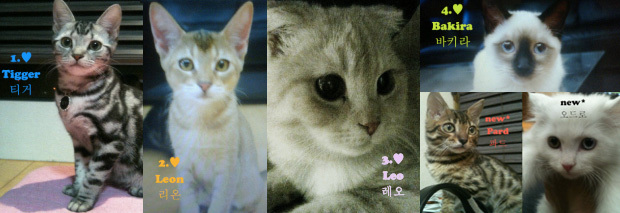 pisicutele lui junsu - cantareti coreeni si animalele lor
