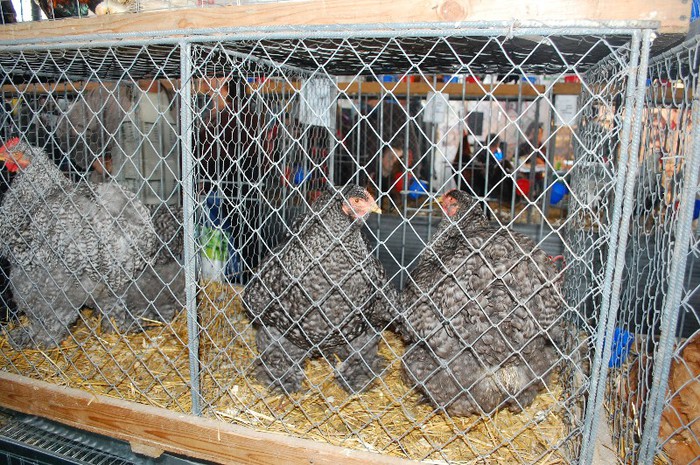 DSC_5144 - Expo Indagra 2012