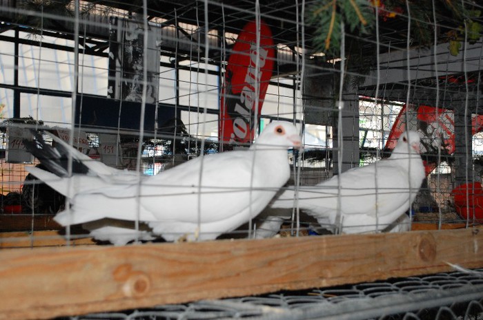 DSC_5148 - Expo Indagra 2012