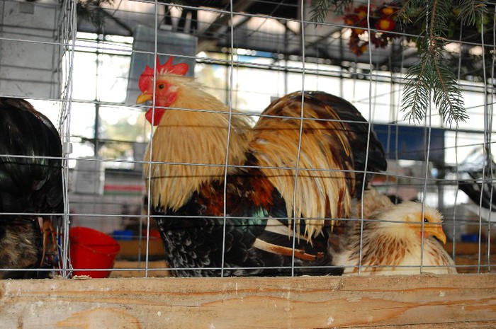 DSC_5149 - Expo Indagra 2012