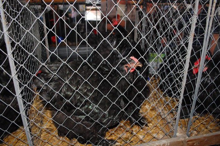 DSC_5152 - Expo Indagra 2012