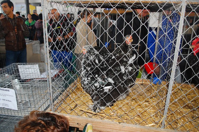 DSC_5154 - Expo Indagra 2012