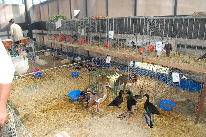 DSC_5157 - Expo Indagra 2012