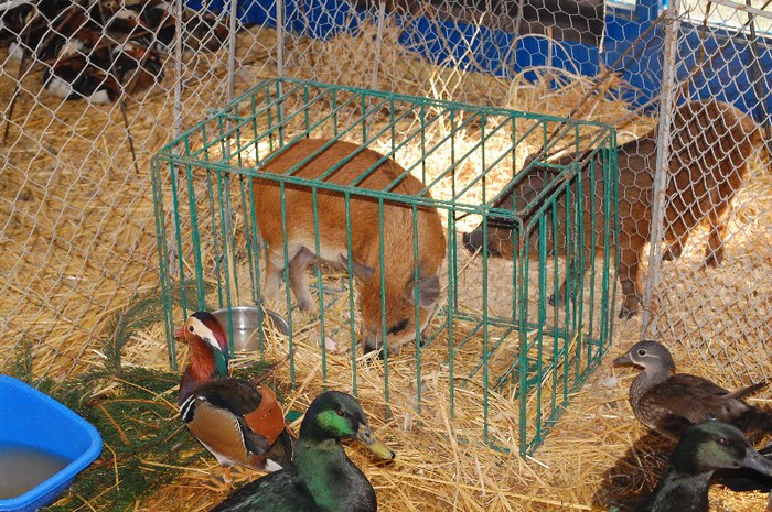 DSC_5160 - Expo Indagra 2012