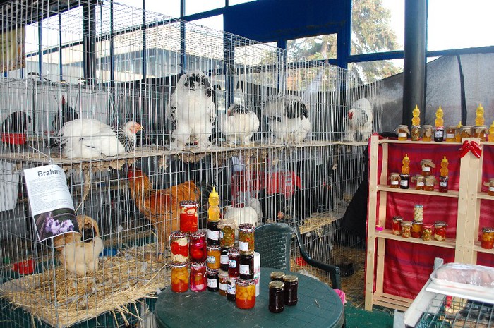 DSC_5164 - Expo Indagra 2012