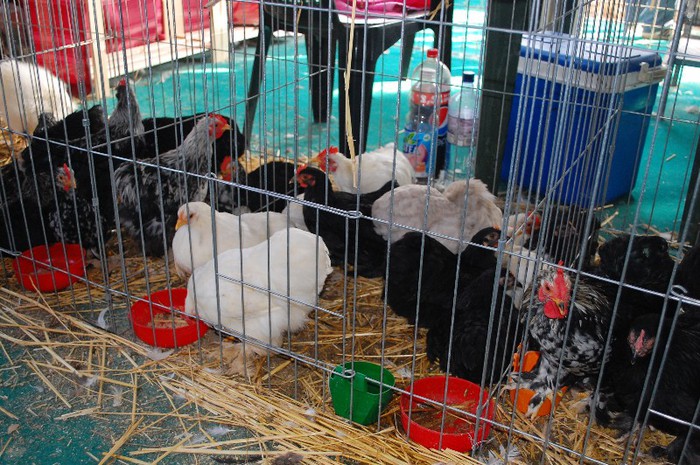 DSC_5178 - Expo Indagra 2012