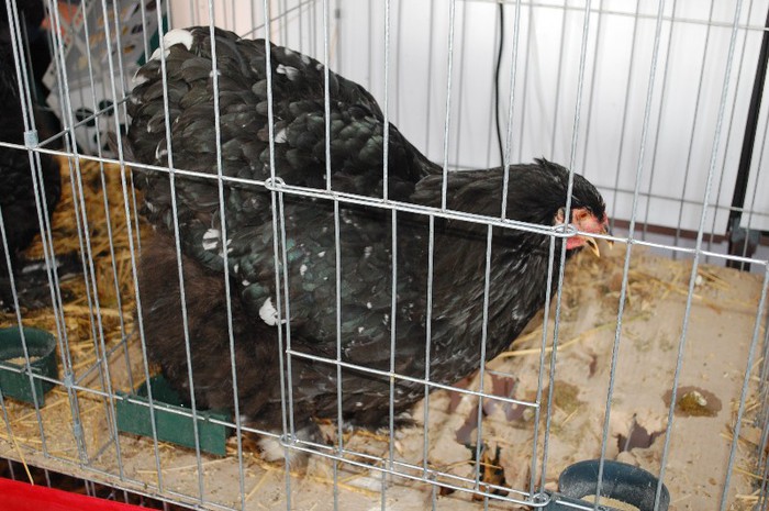 DSC_5191 - Expo Indagra 2012