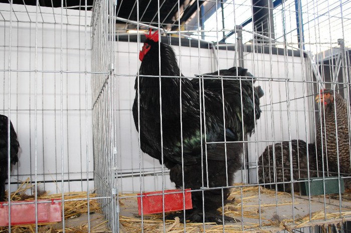 DSC_5193 - Expo Indagra 2012