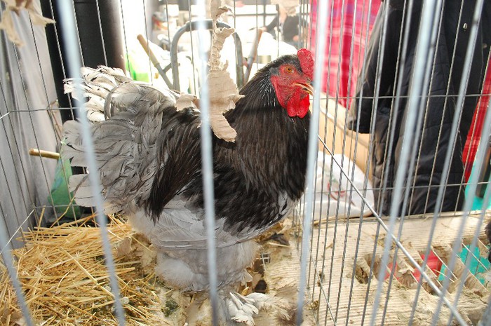 DSC_5212 - Expo Indagra 2012