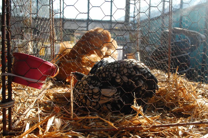 DSC_5275 - Expo Indagra 2012