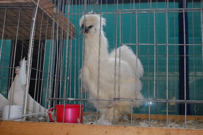 DSC_5345 - Expo Indagra 2012