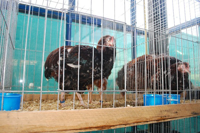 DSC_5354 - Expo Indagra 2012