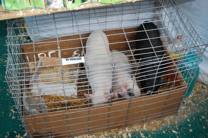 DSC_5355 - Expo Indagra 2012