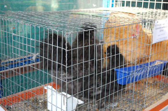 DSC_5356 - Expo Indagra 2012