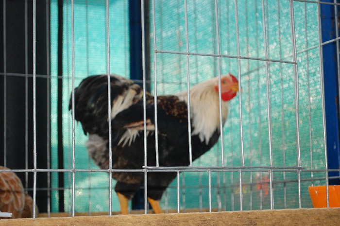 DSC_5357 - Expo Indagra 2012