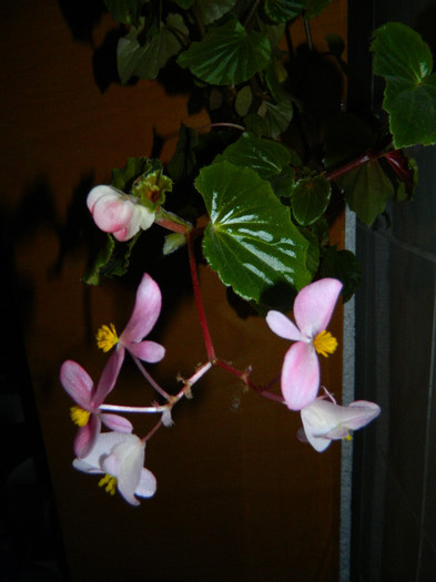 DSCN0754