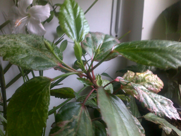 cooperii rose flake - hibiscusi 2012