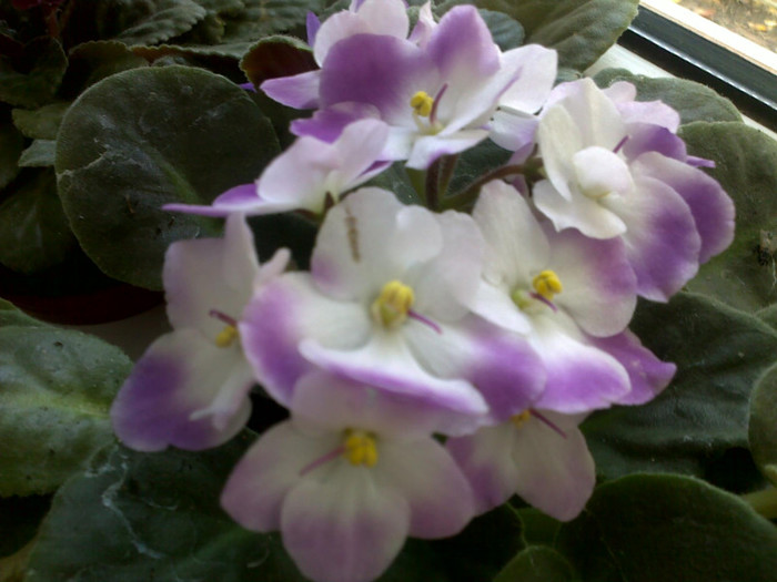 04112012650 - violete