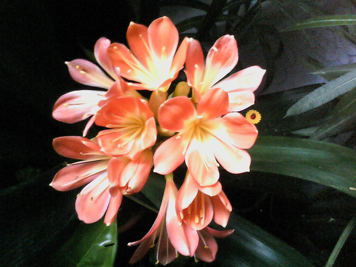 Picture 008 - CLIVIA