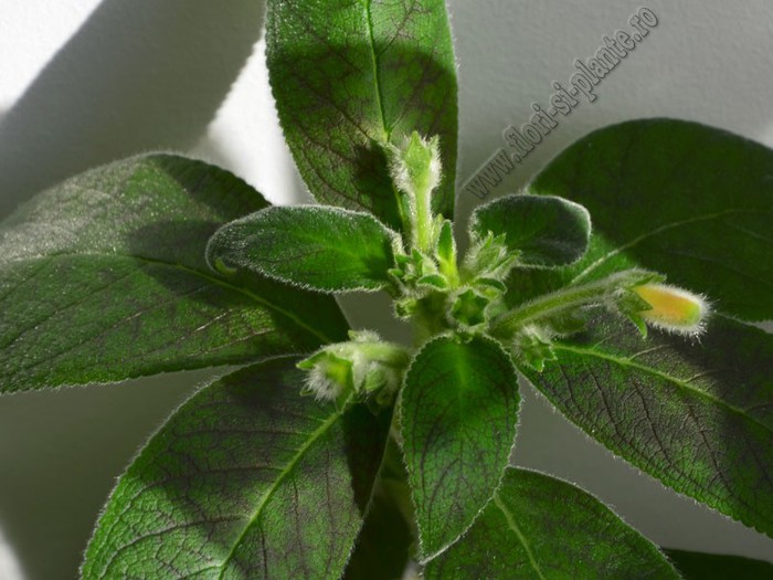 Kohleria Yf s Mika; 2012
