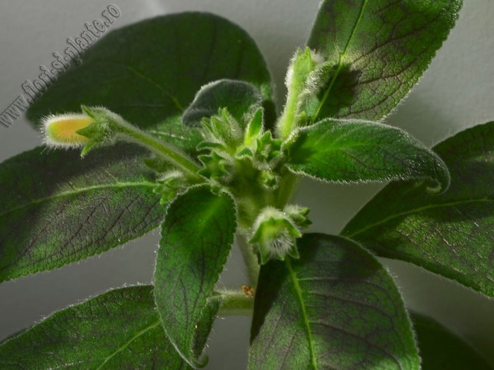 Kohleria Yf s Mika; 2012
