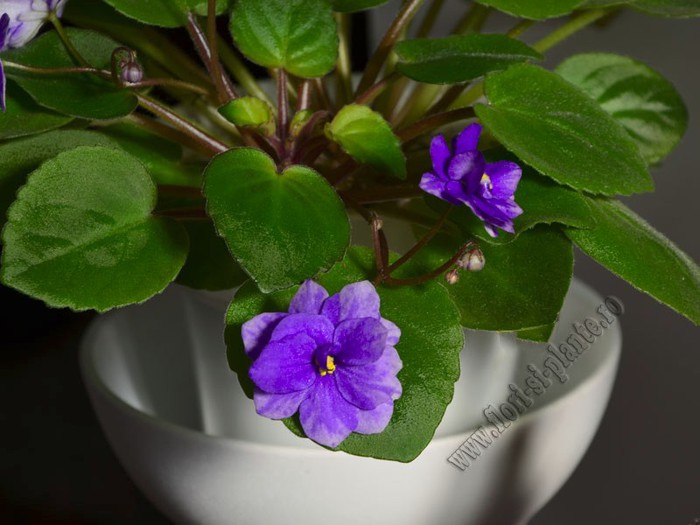 Saintpaulia Ajohn s Raquel - VIOLETE AFRICANE  - Saintpaulia