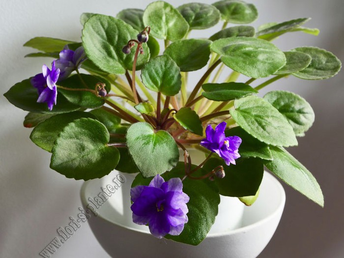 Saintpaulia Ajohn s Raquel - VIOLETE AFRICANE  - Saintpaulia