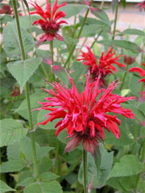 monarda roja am mai multi pui - disponibil