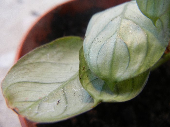 Calathea Amagris (2012, Nov.03)