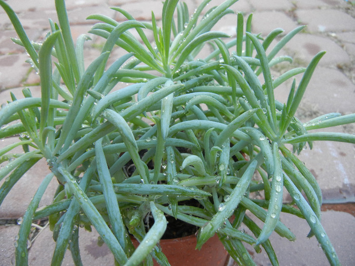 Senecio Kilimanjaro (2012, Nov.04) - Senecio Kilimanjaro