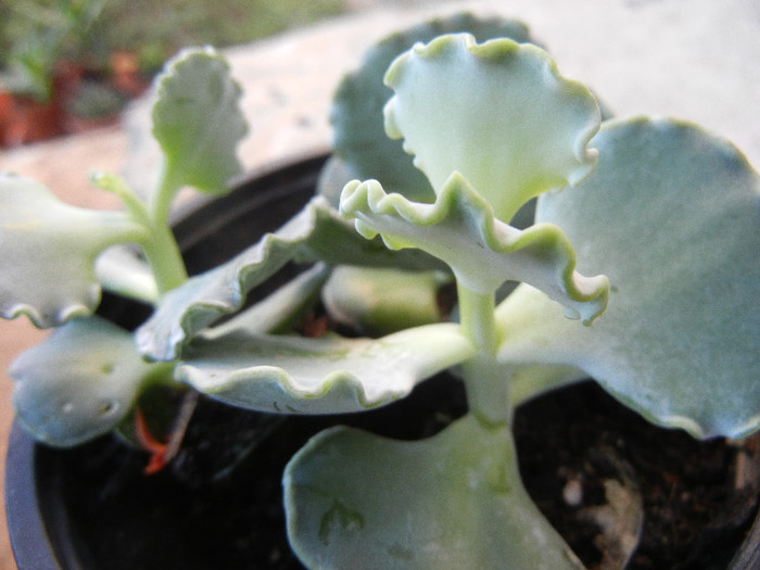 Cotyledon undulata (2012, Nov.03) - Cotyledon orbiculata undulata