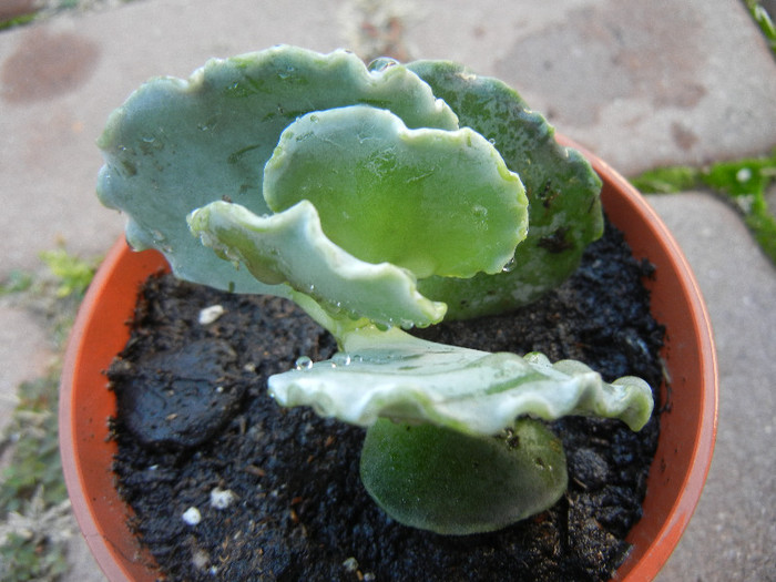 Cotyledon Silver Crown (2012, Nov.04) - Cotyledon orbiculata undulata