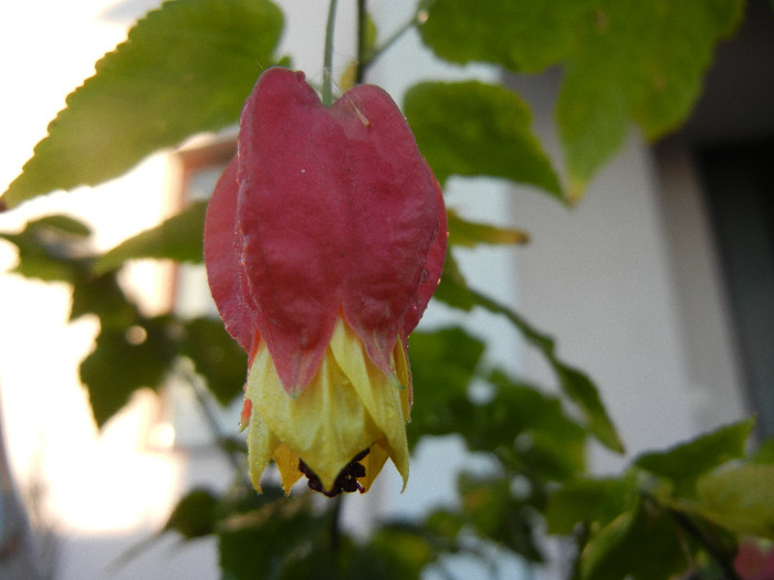 Abutilon megapotamicum (2012, Nov.04) - Abutilon megapotamicum