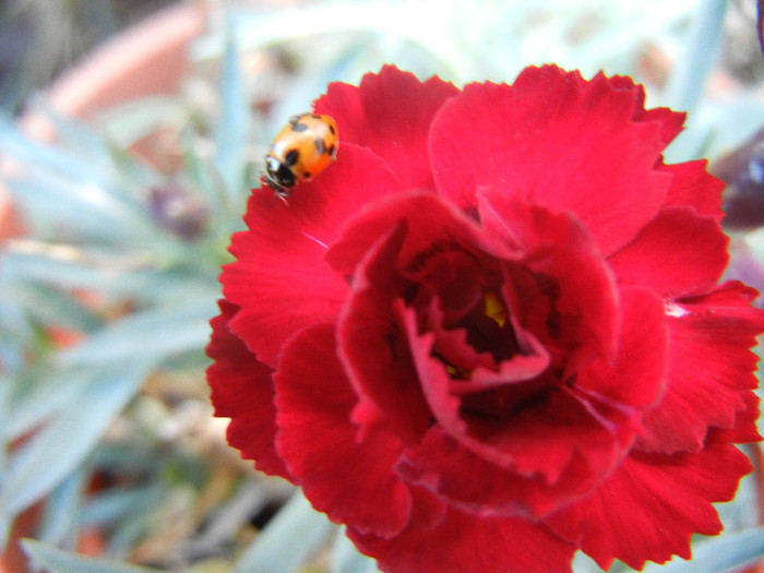 Ladybug on Dianthus (2012, Nov.03) - Ladybug Red