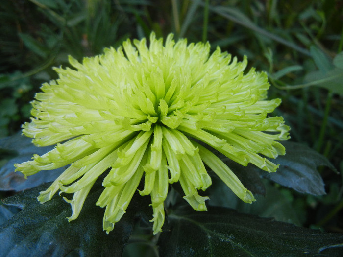 Crysanth Anastasia Green (2012, Aug.31) - Chrysanth Anastasia Green