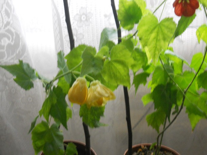 DSCN3346 - ABUTILON