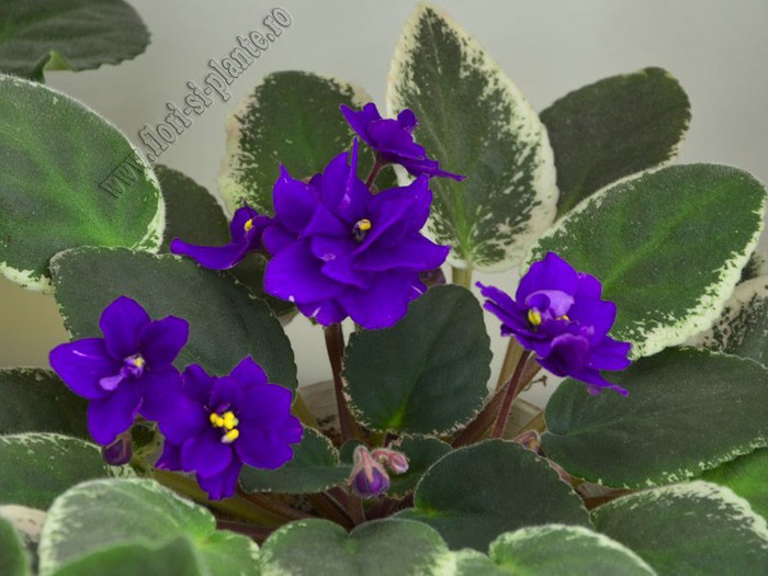 Saintpaulia Funambule - VIOLETE AFRICANE  - Saintpaulia