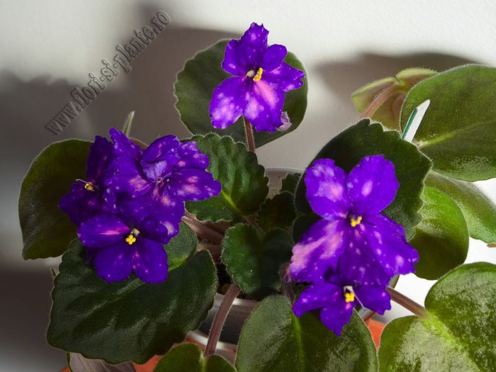 Saintpaulia Galactic Storn - VIOLETE AFRICANE  - Saintpaulia